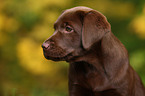 brown Labrador Retriever