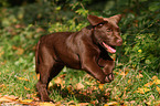 brown Labrador Retriever