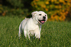 blonde Labrador Retriever