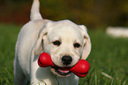 blonde Labrador Retriever