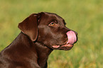 Labrador Retriever Portrait