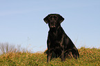 sitting Labrador