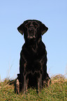 sitting Labrador