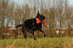 retrieving Labrador