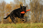 retrieving Labrador