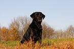 sitting Labrador