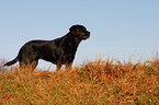 standing Labrador