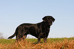 standing Labrador