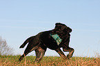 retrieving Labrador