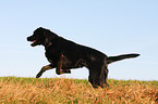 running Labrador