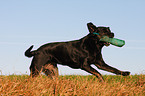 retrieving Labrador