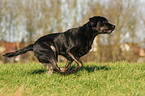 running Labrador