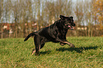 running Labrador