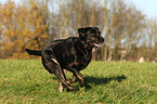 running Labrador