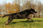 running Labrador