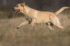 running Labrador Retriever