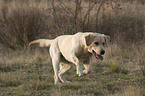 running Labrador Retriever