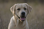 Labrador Retriever Portrait