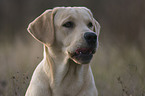 Labrador Retriever Portrait