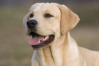 Labrador Retriever Portrait