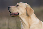 Labrador Retriever Portrait