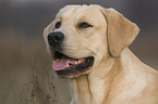 Labrador Retriever Portrait