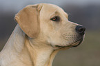 Labrador Retriever Portrait