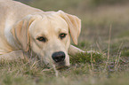 lying Labrador Retriever