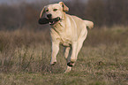 running Labrador Retriever