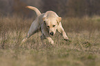 running Labrador Retriever