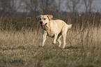 running Labrador Retriever