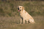 sitting Labrador Retriever