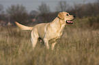 Labrador Retriever