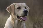 Labrador Retriever Portrait