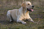 lying Labrador Retriever