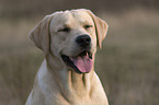 Labrador Retriever Portrait