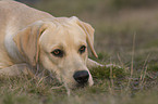 lying Labrador Retriever