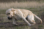 running Labrador Retriever