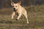 running Labrador Retriever