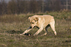 running Labrador Retriever