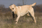 running Labrador Retriever