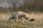 running Labrador Retriever