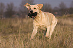 running Labrador Retriever