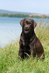 sitting Labrador