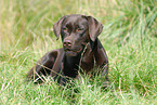 lying Labrador Retriever