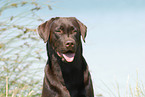 Labrador Portrait