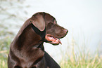 Labrador Portrait