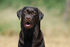 Labrador Portrait