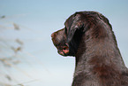 Labrador Portrait