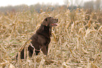 female Labrador Retriever